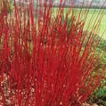 cornus alba